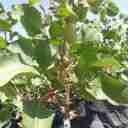 نهالستان پسته ادوی در تربت جام