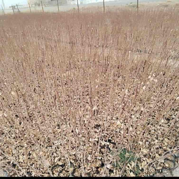 نهال پسته، پایه بادامی زرند ساقه دار