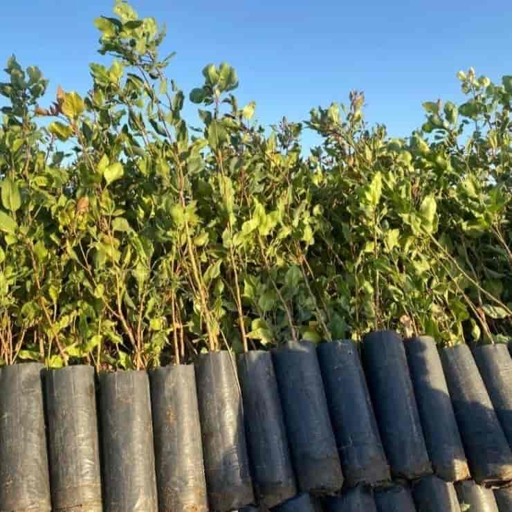 نهال پسته پایه بادامی