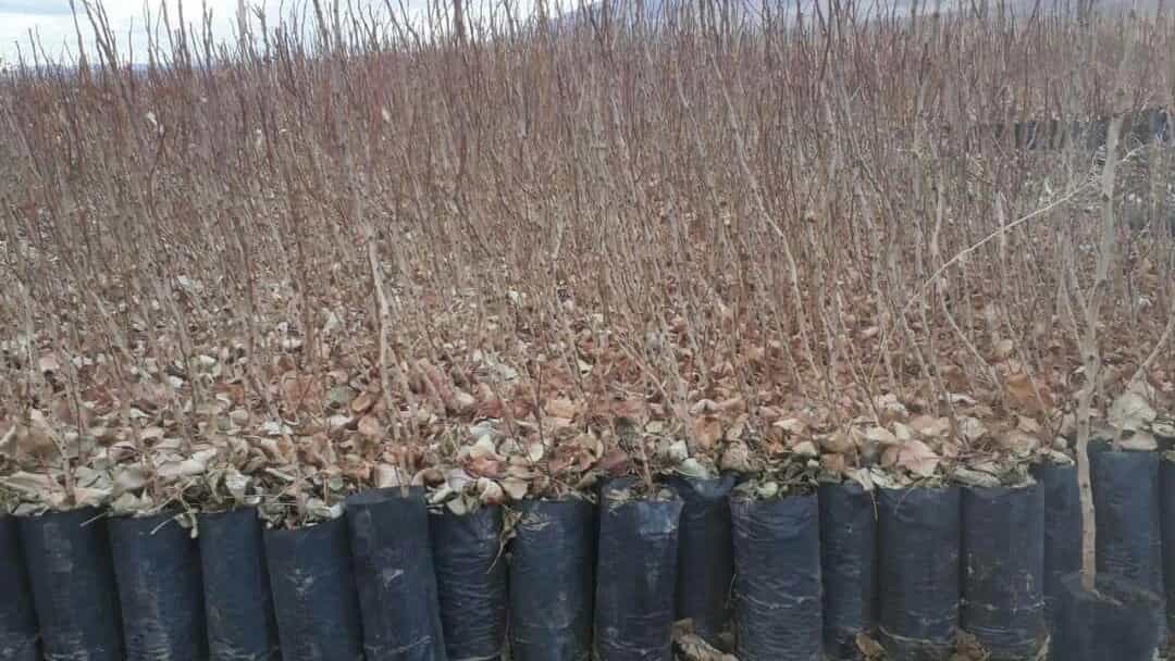 نهال پسته اکبری در نهالستان پسته ادوی