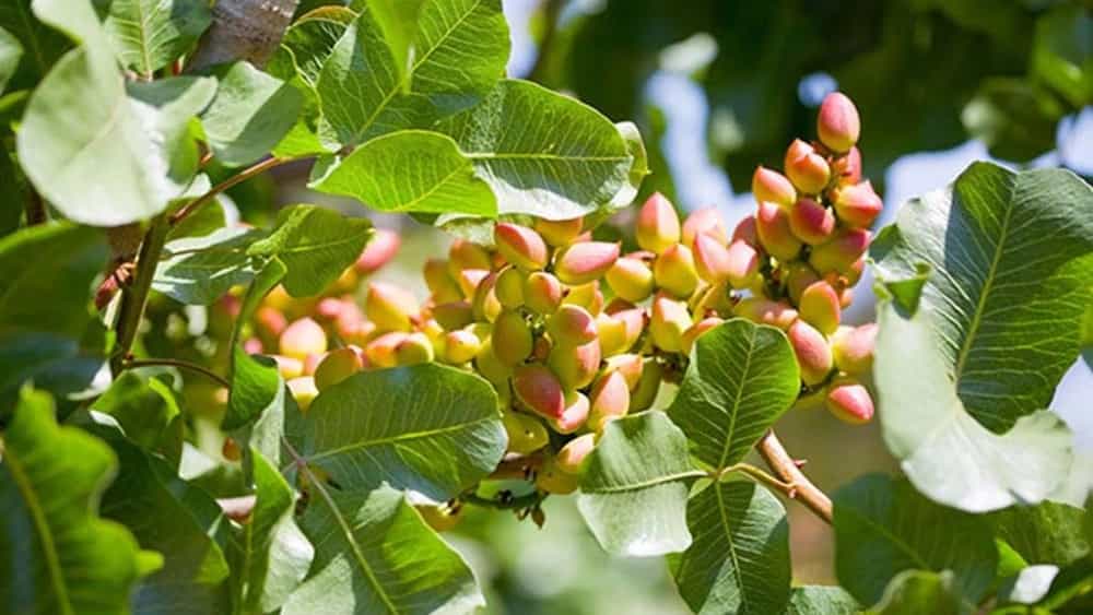 خرید نهال پسته در تربت جام