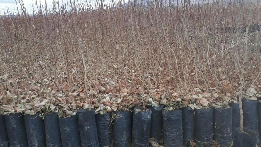 نهال پسته اکبری در نهالستان پسته ادوی نهال پسته اکبری در نهالستان پسته ادوی